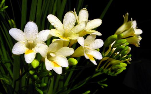 С��������ֲ����