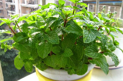 �ļ��ܹ����ó��ֲ��